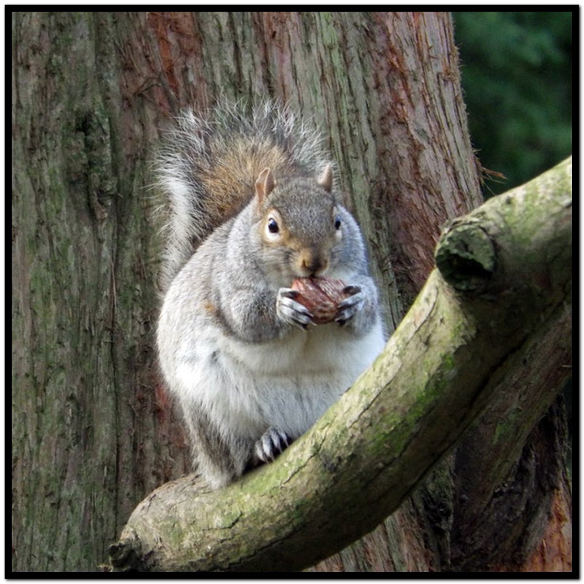 Толстая Белочка