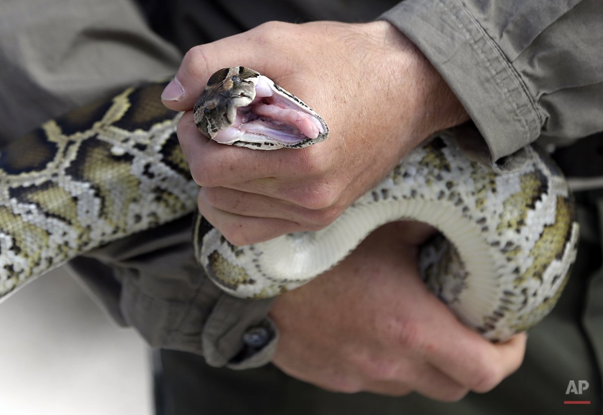 Королевская Кобра спаривание