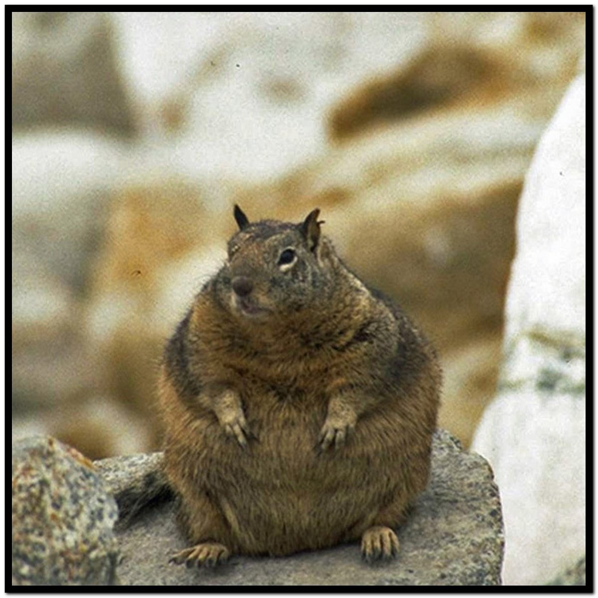 Желтая белка