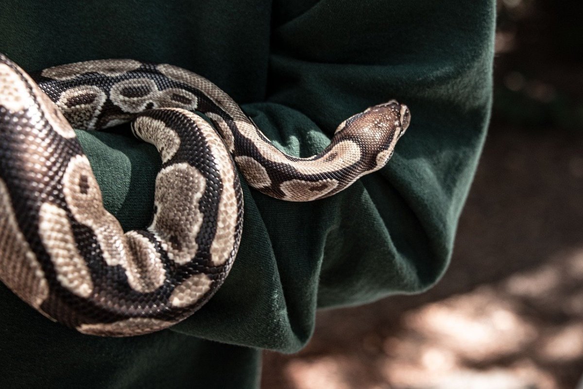 Фотообои змея