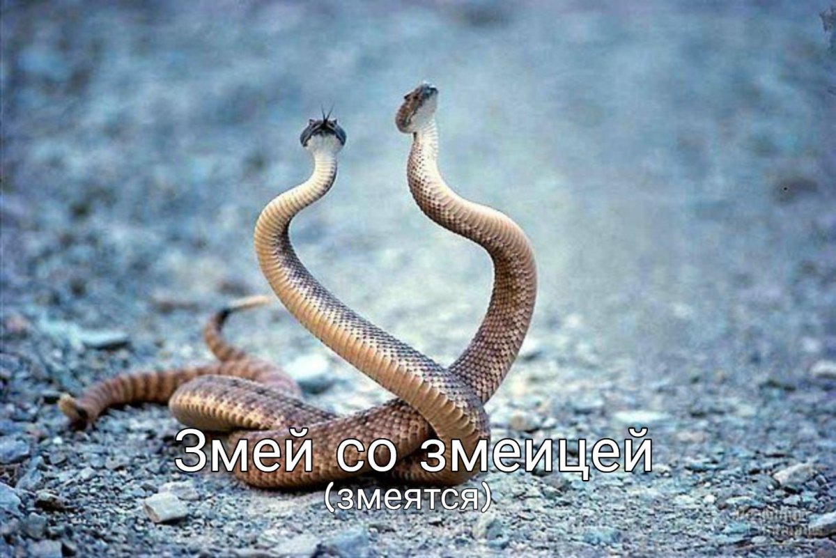 Змеи с пририсованными руками