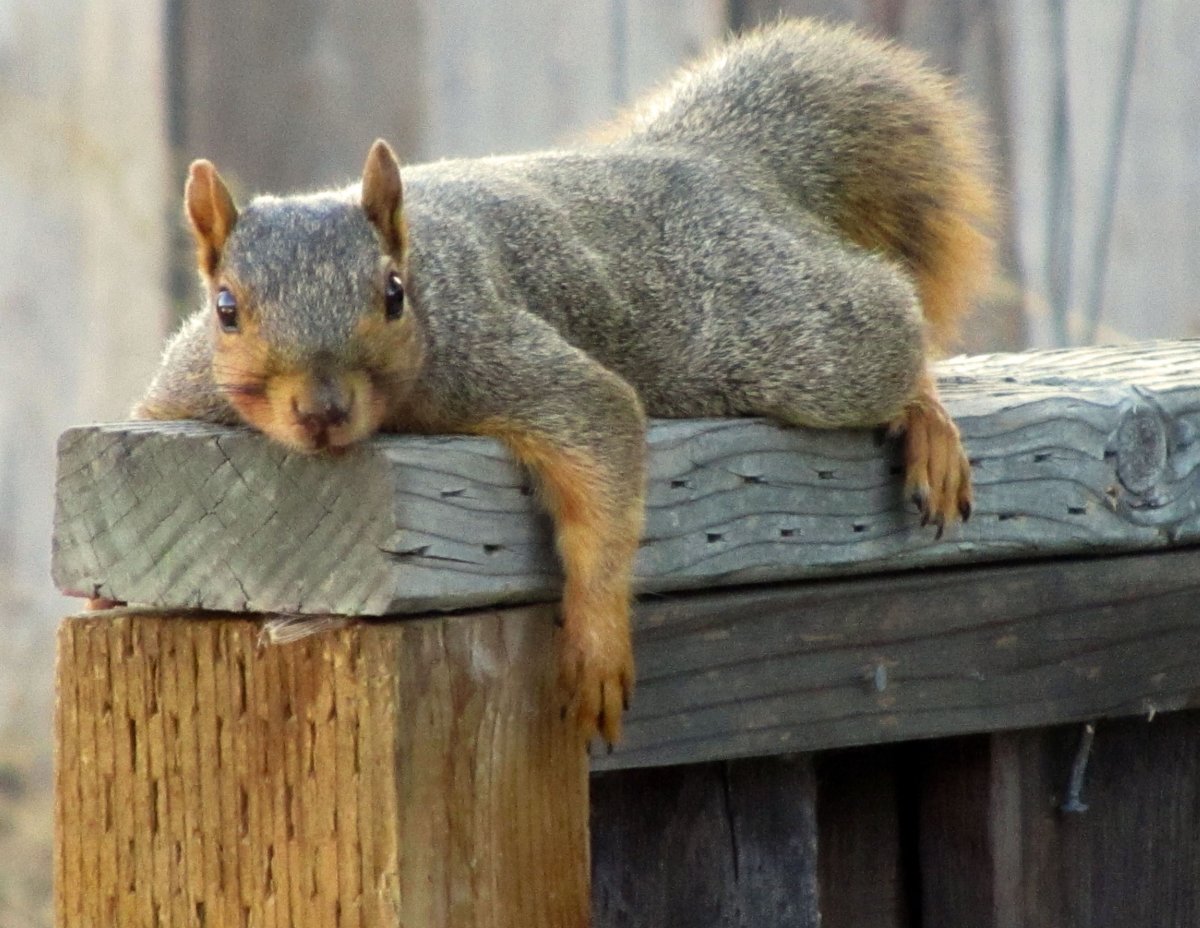 Смешные белки