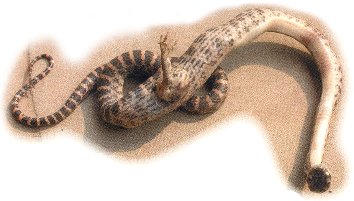Анаконда рудименты конечностей