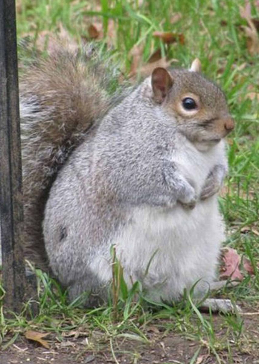 Прикольная белка