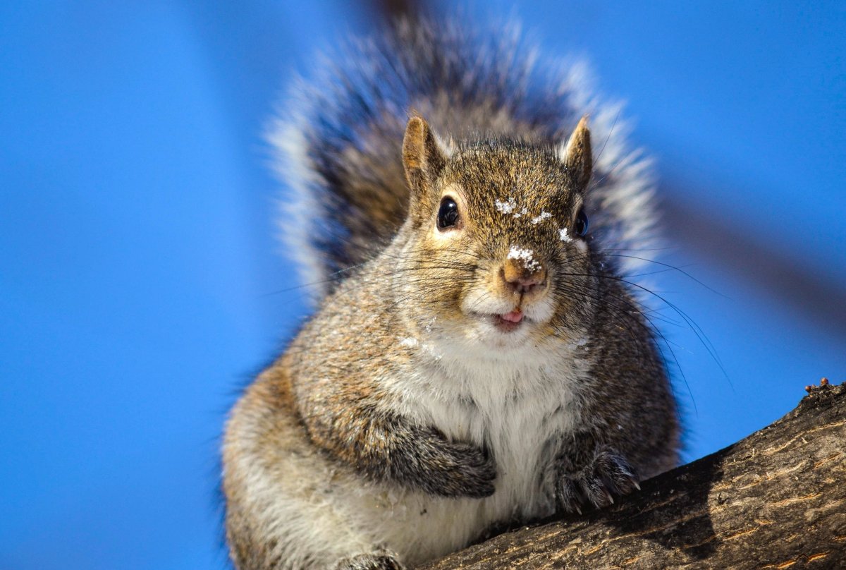 Белка демотиватор