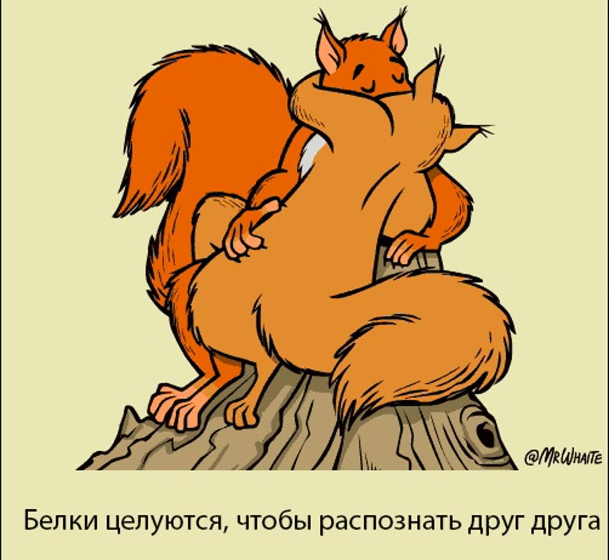 Кот с белками