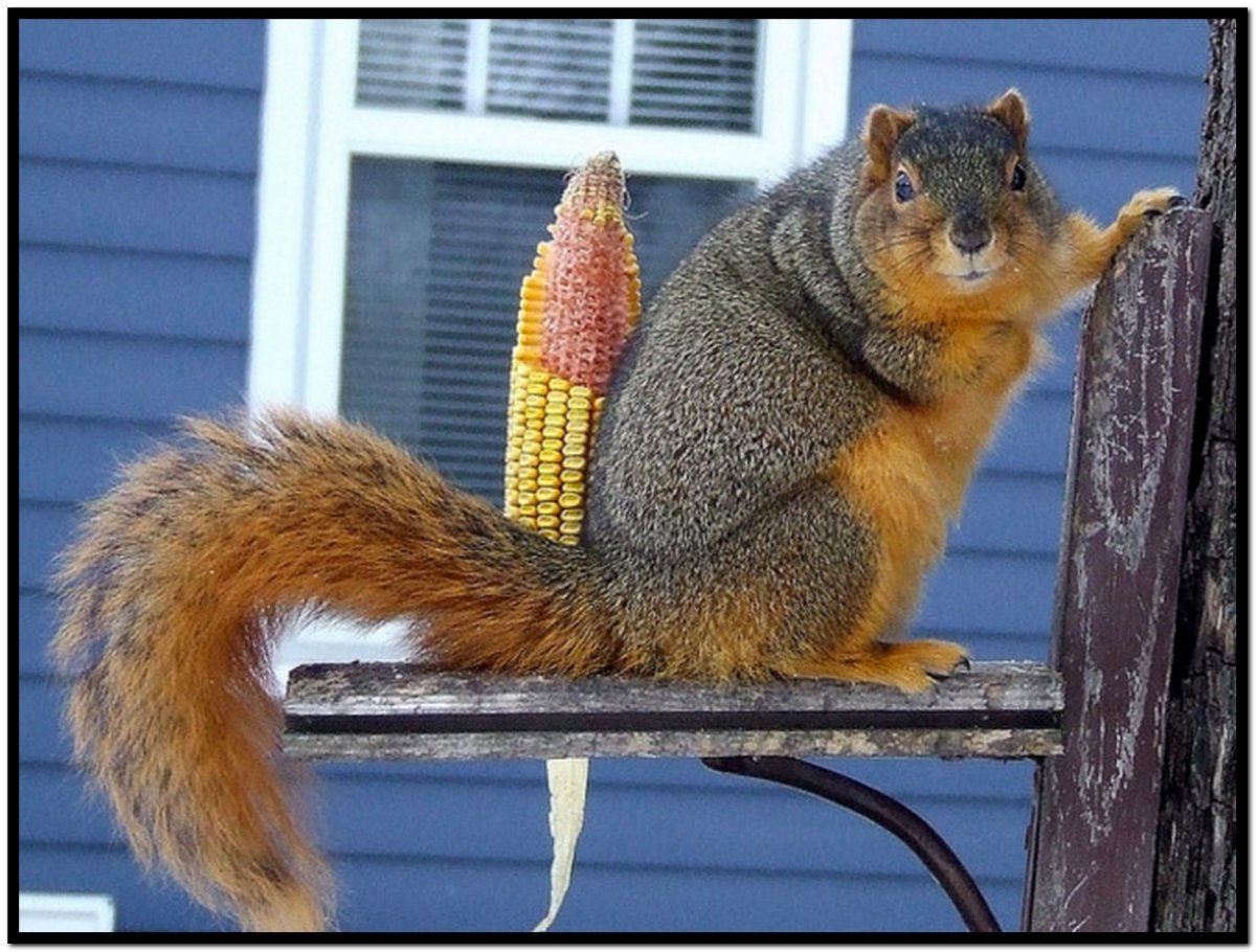 Толстая белка