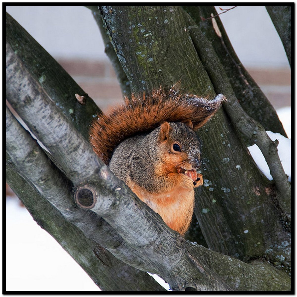 Беременная белка прикол