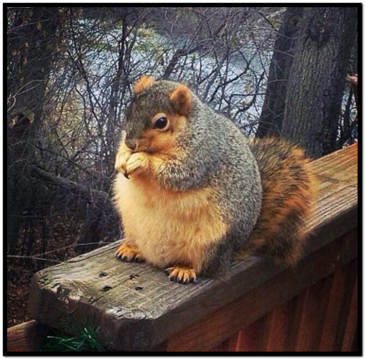 Забавные белки