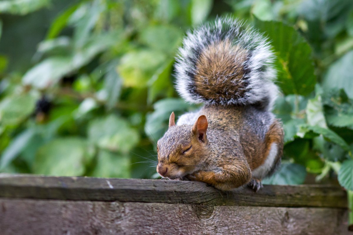 Жирная Белочка в парке