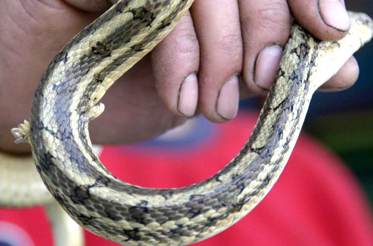 Сетчатый питон заглатывает