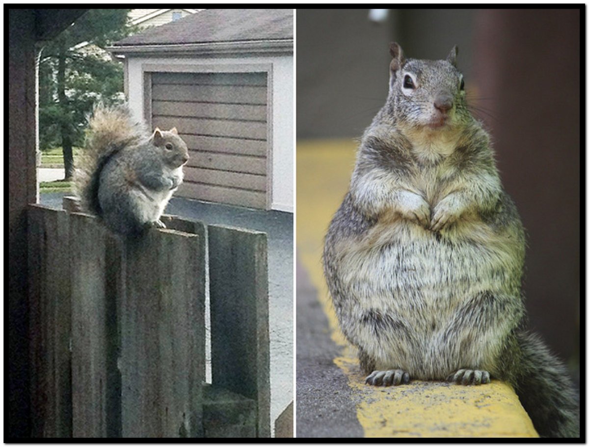 Белка самец