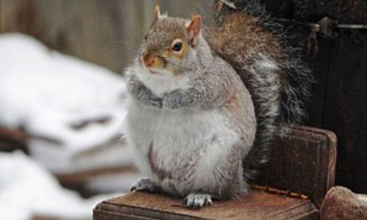 Недовольная белка