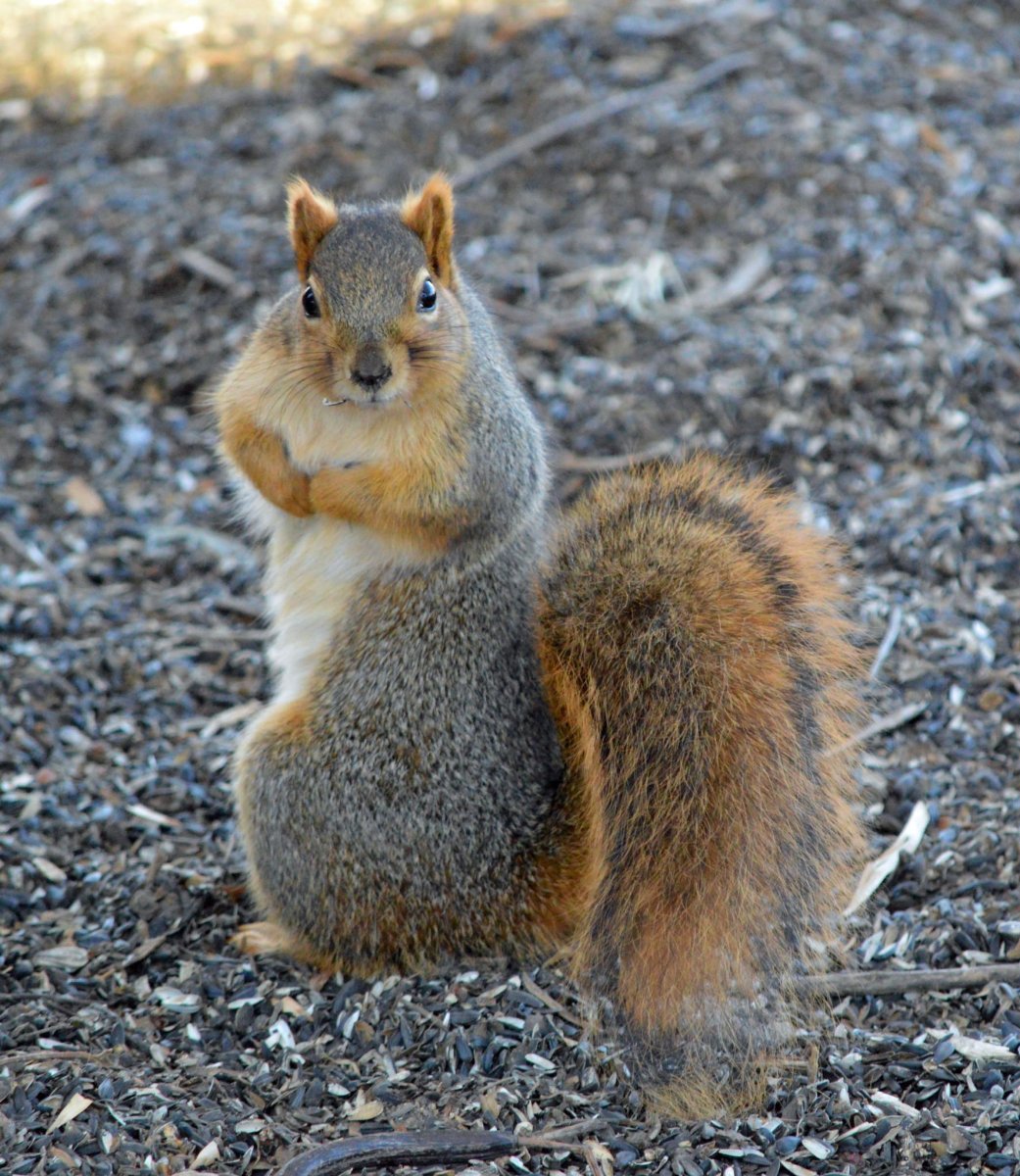 Белочка плачет