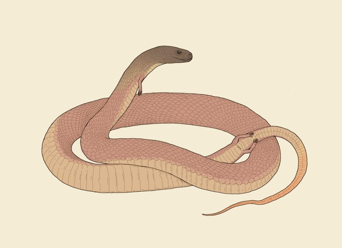 Eupodophis descouensi