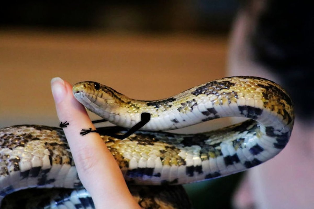 Змея с ногами