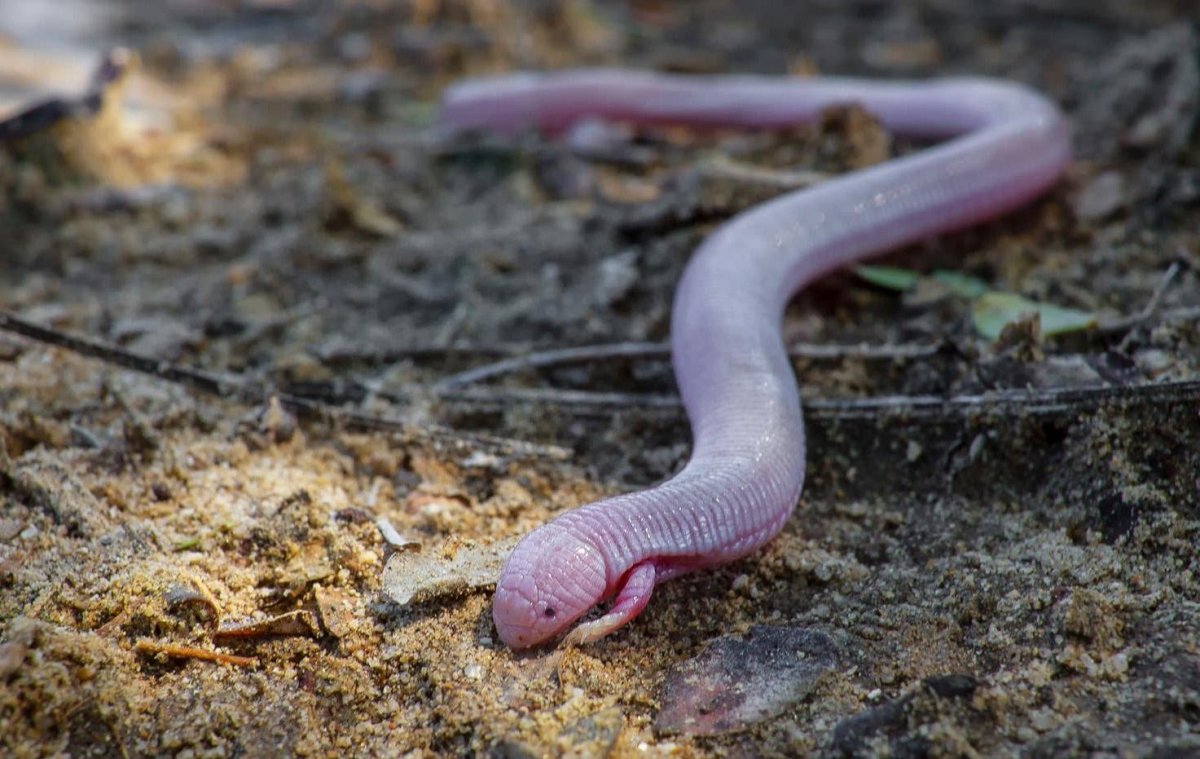 Змея с ногами