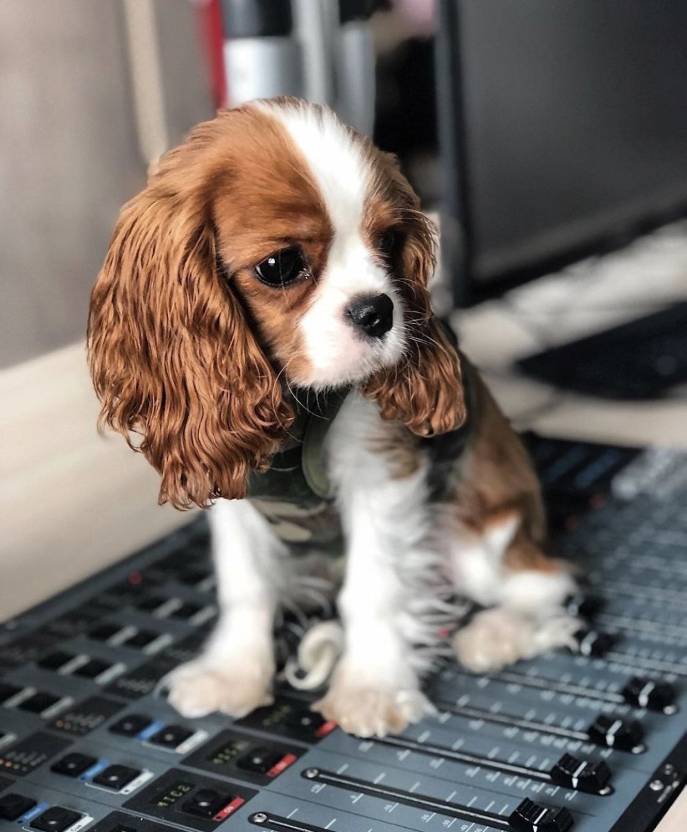 Кавалер Кинг Чарльз спаниель