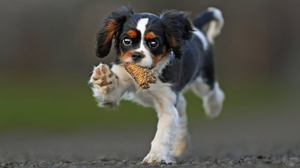 Бордер колли черри