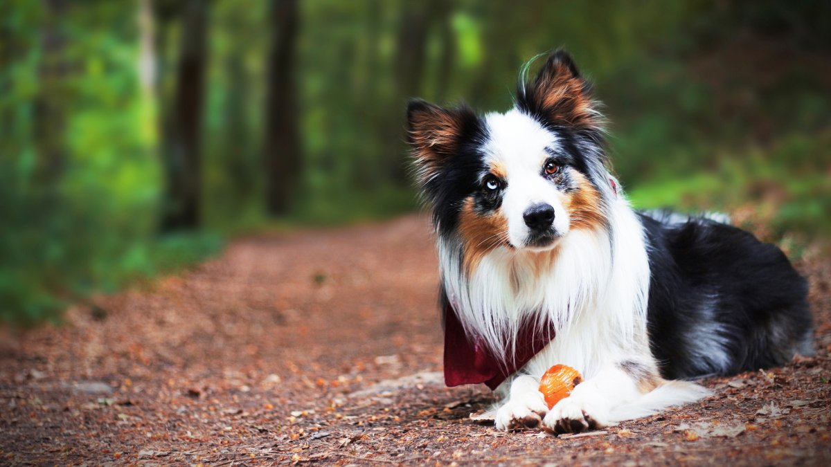 Порода бордер колли