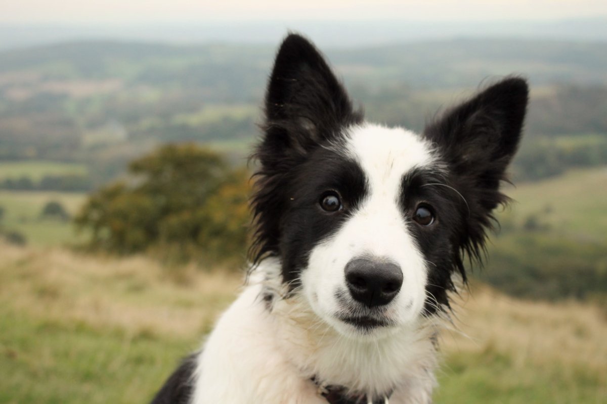 Бордер колли Триколор