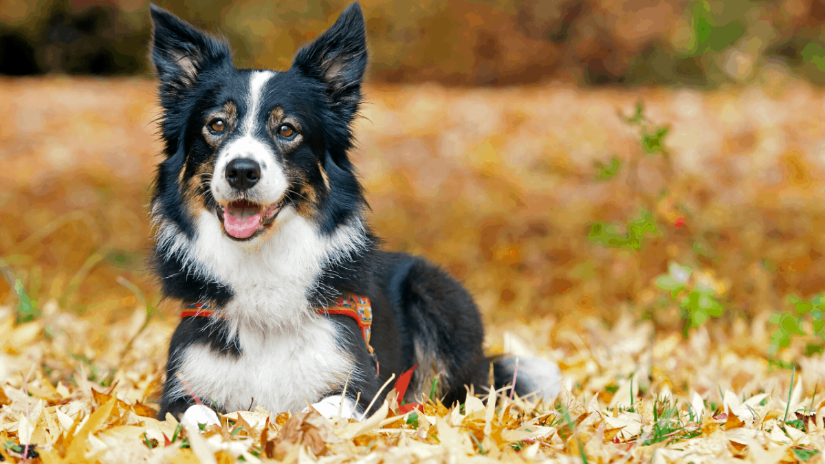 Самая послушная собака