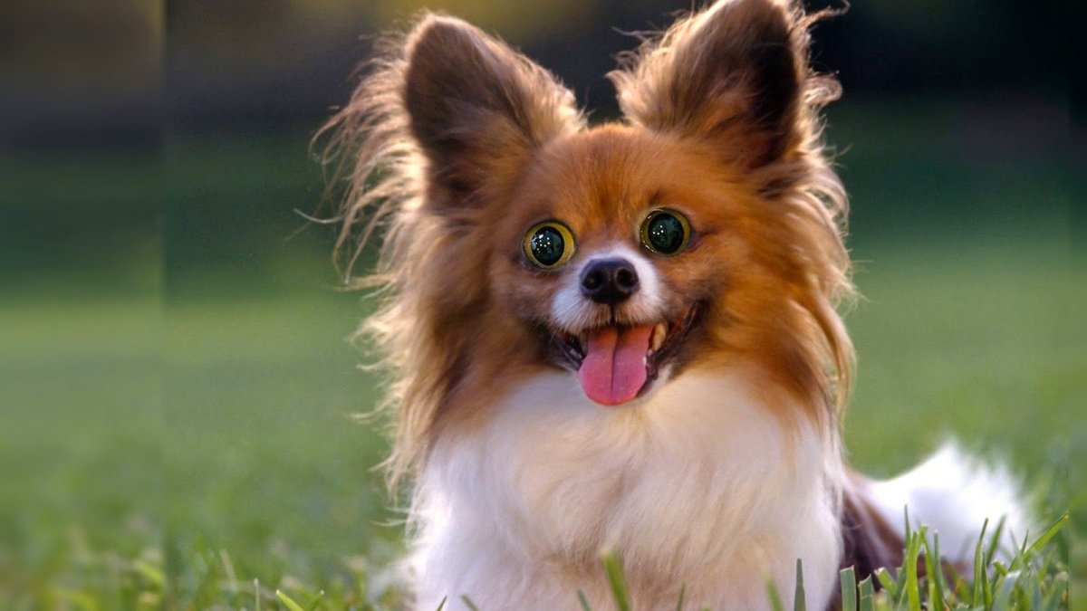 Бордер-колли породы собак