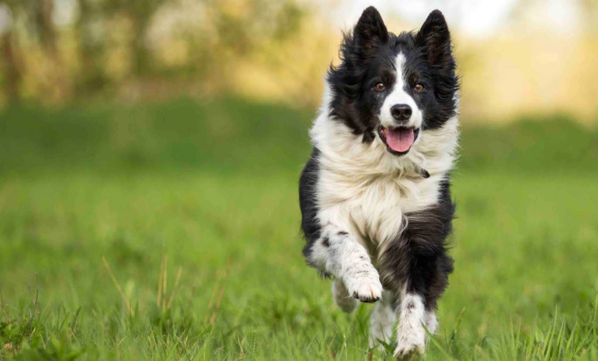 Border Collie (бордер колли)