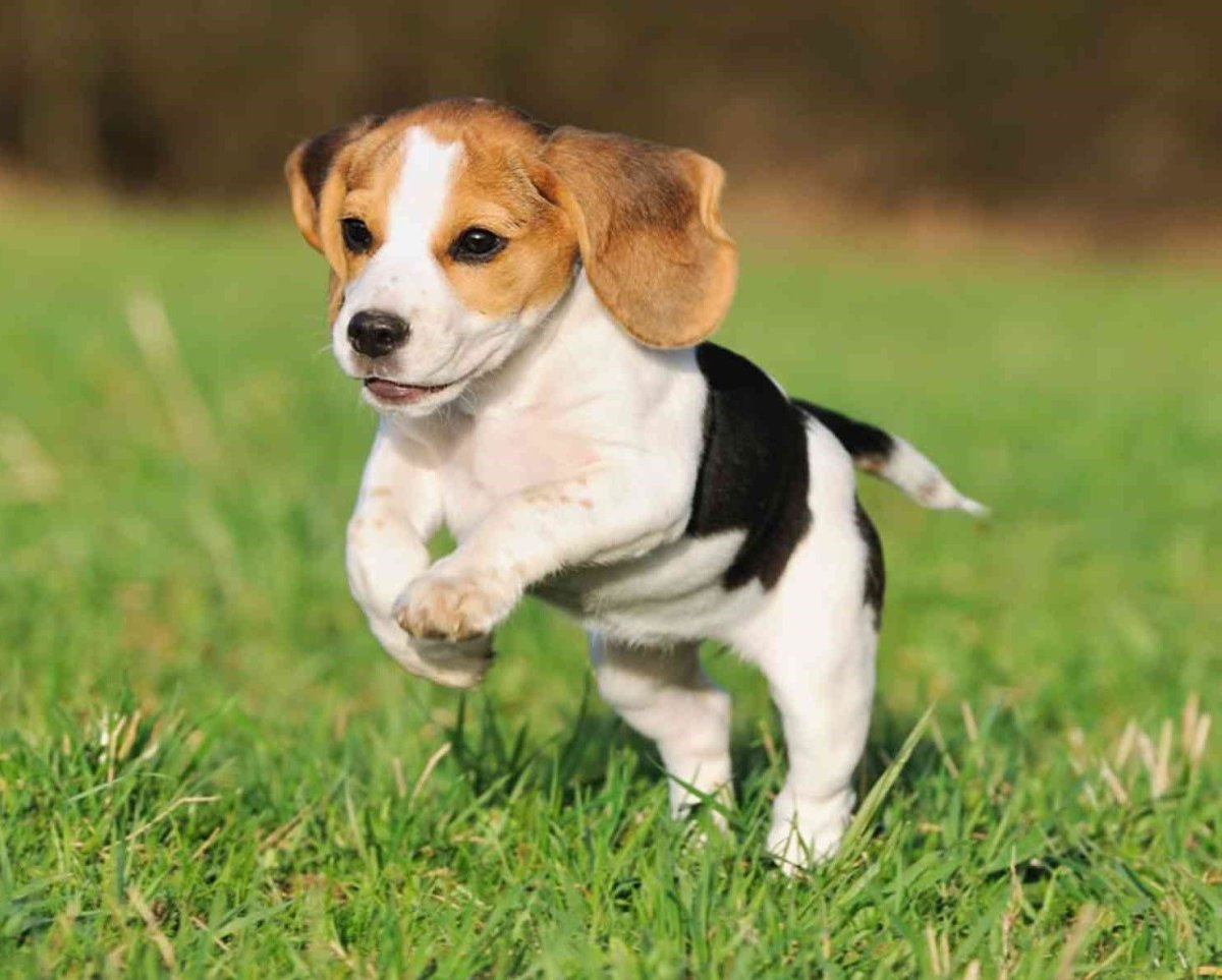 Бордер колли маленький