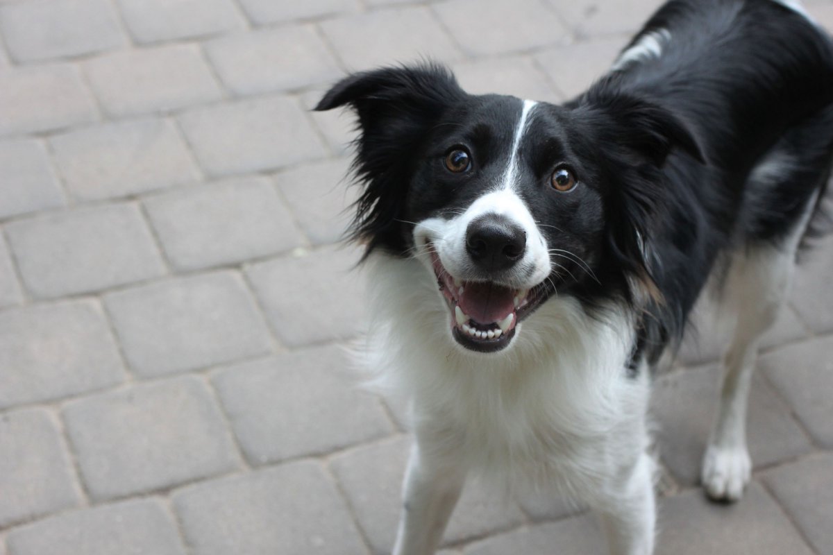 Порода собак Пастухов бордер-колли