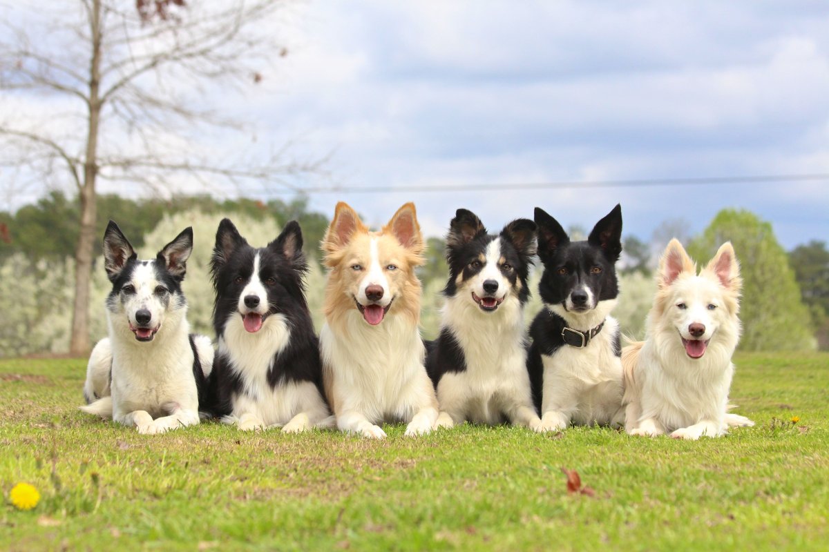 Обои для рабочего стола красивые собаки спаниель