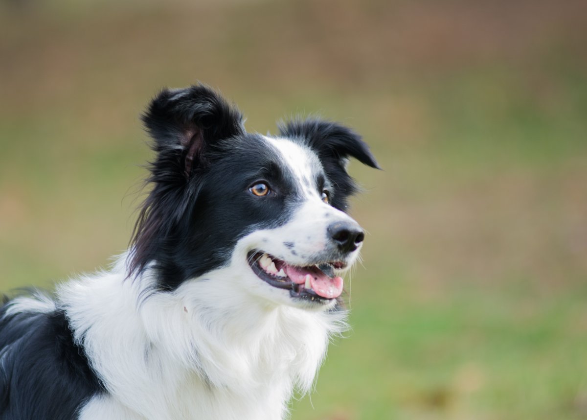 Бордер колли карликовый