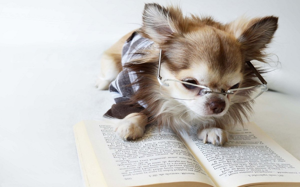 Взгляд собаки