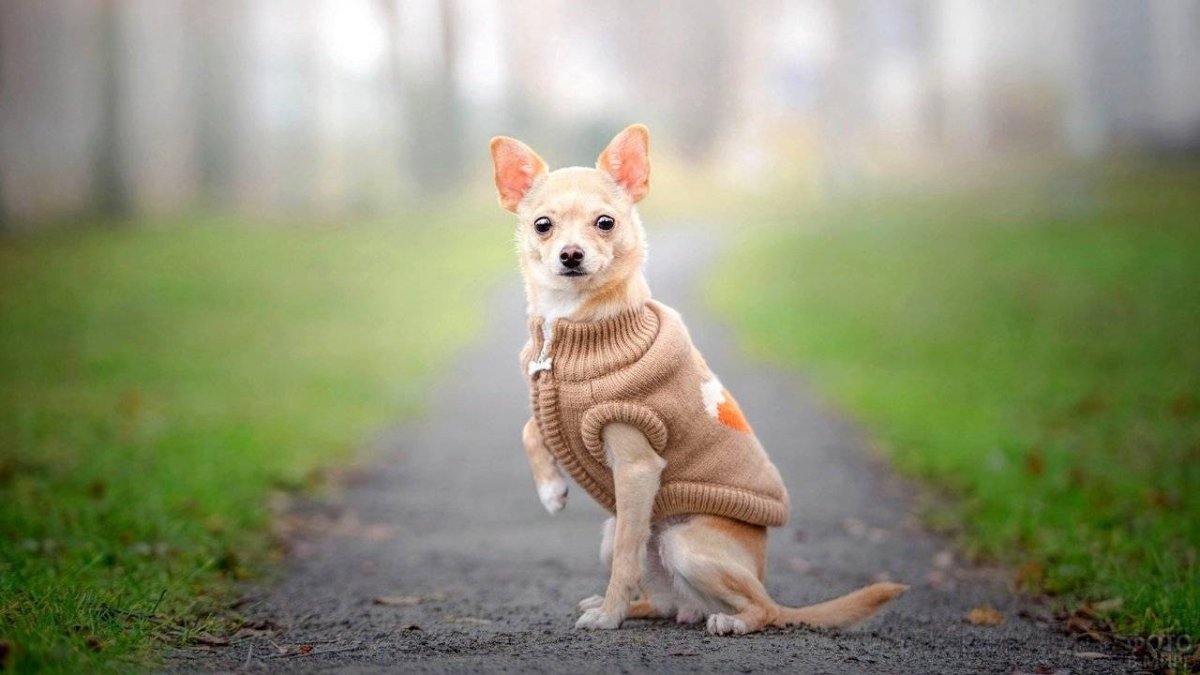 Бордер колли и лабрадор