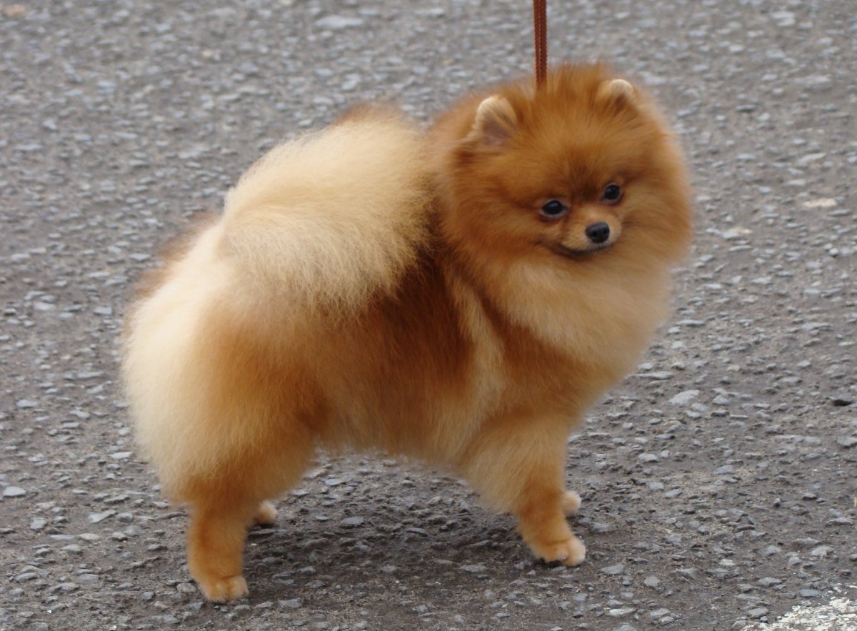 Остевой шпиц