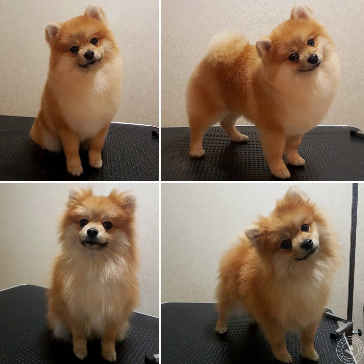 Померанский шпиц груминг