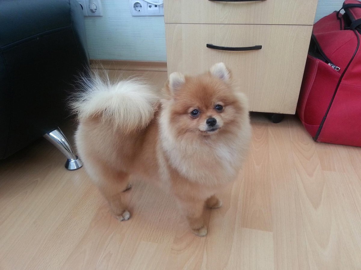 Породная стрижка шпица