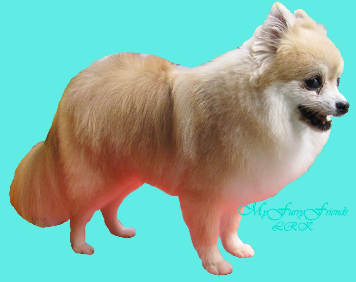 Шпиц стрижка Лев