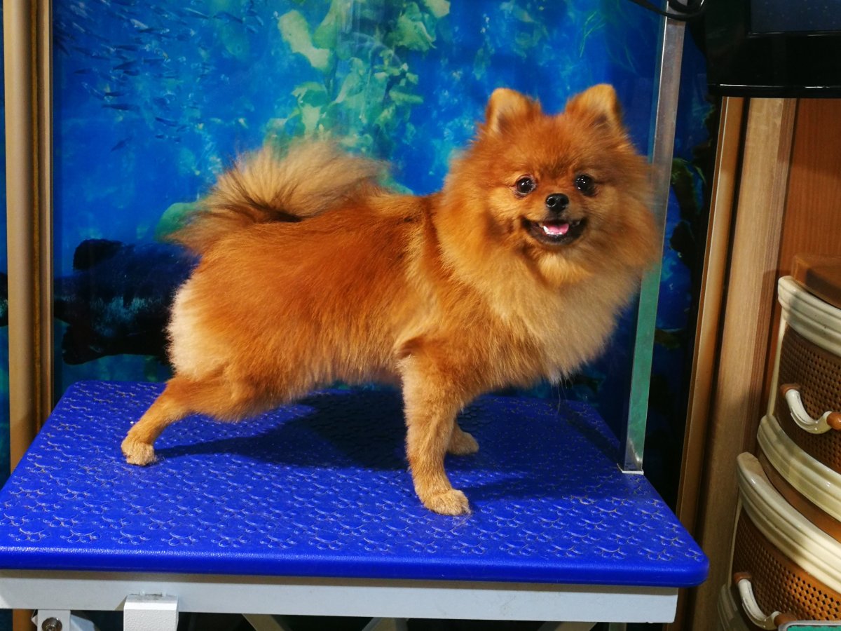 Померанский шпиц стрижка