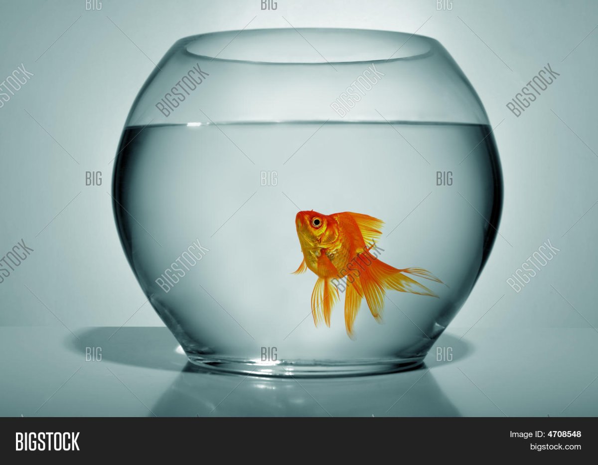 Рыба в аквариуме на прозрачном фоне