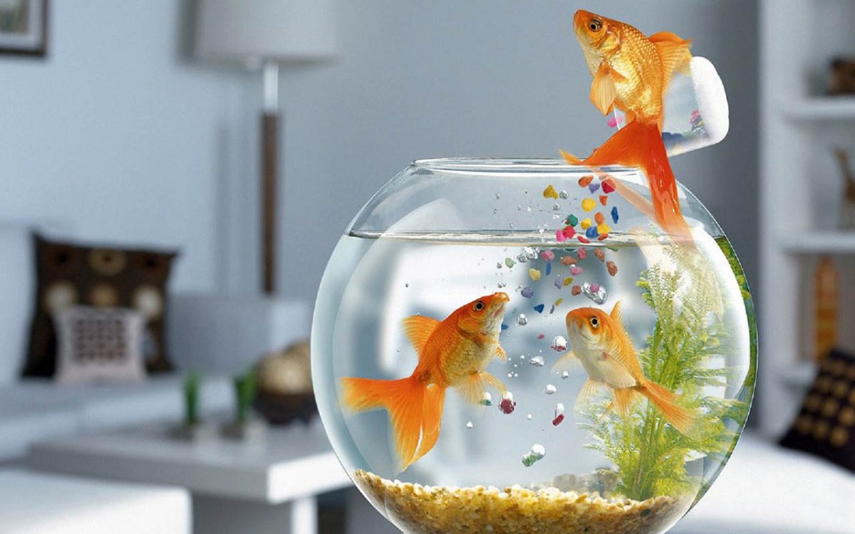 Золотая рыбка в аквариуме