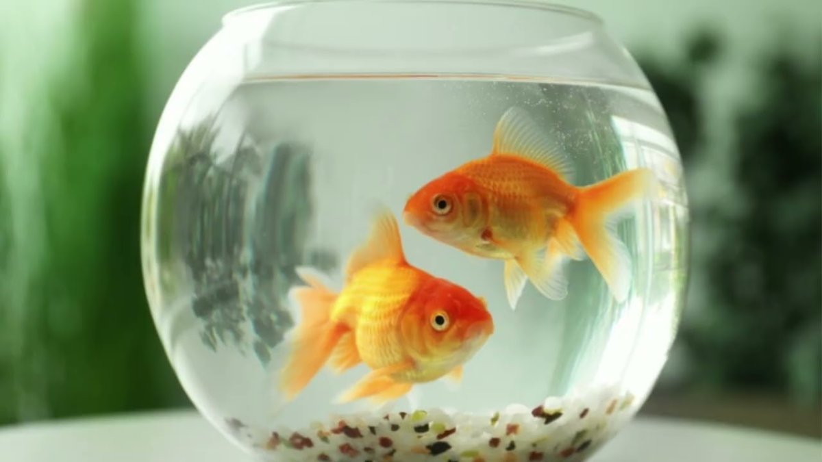 Аквариум круглый 7л