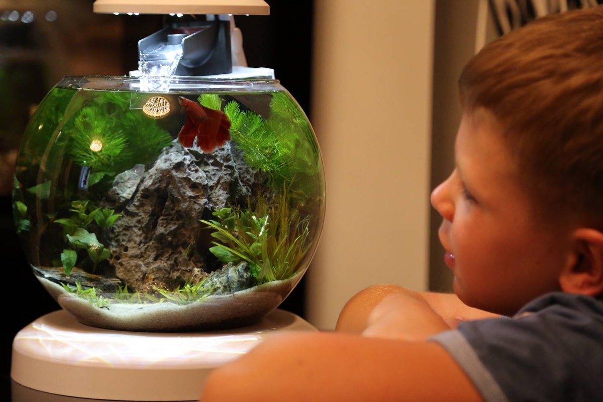 Рыбки для аквариума