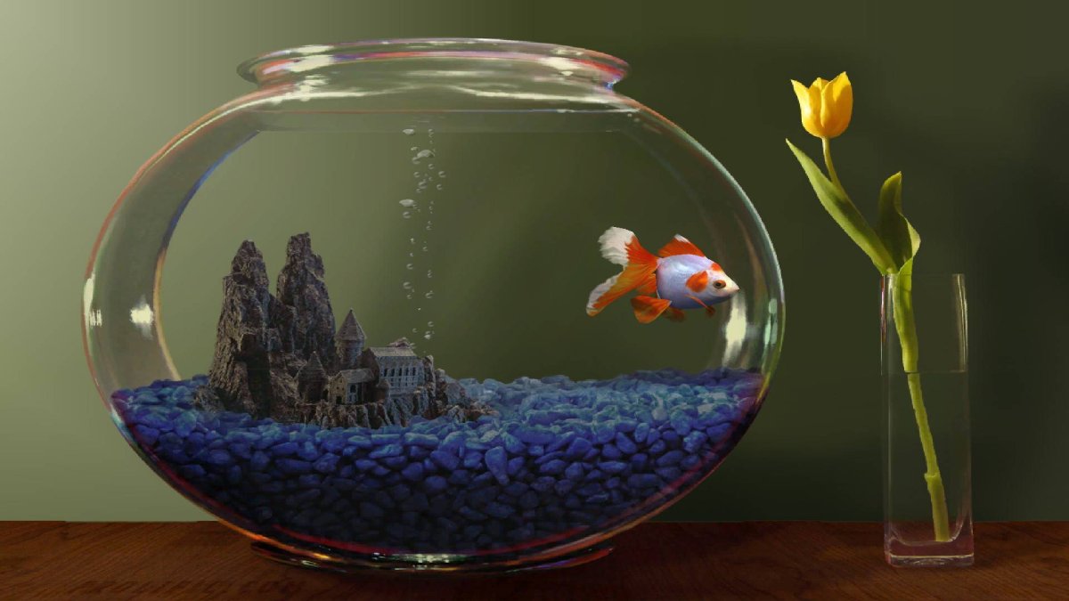 Золотая рыбка в аквариуме