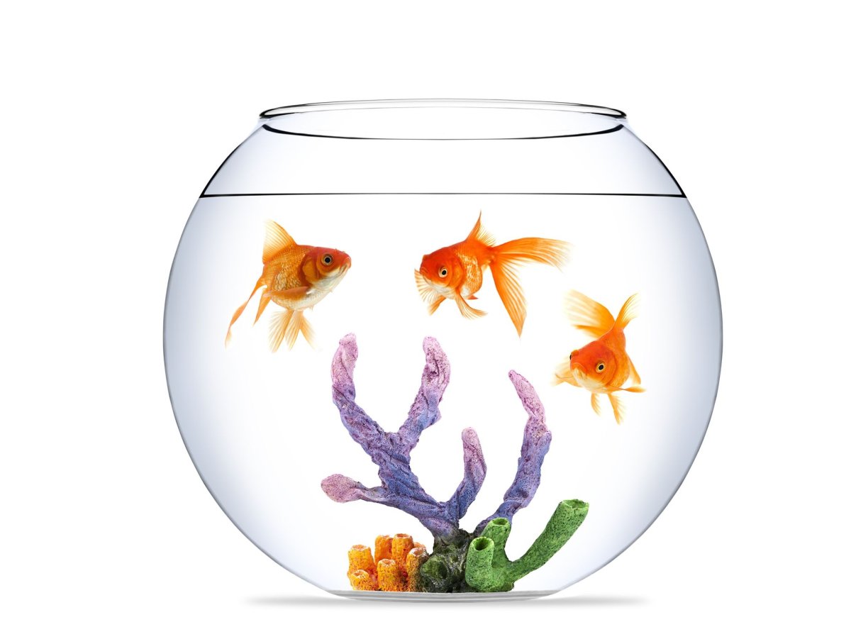 Рыбка в круглом аквариуме на белом фоне