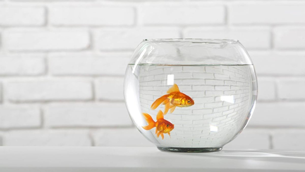 Кот и рыбка в аквариуме