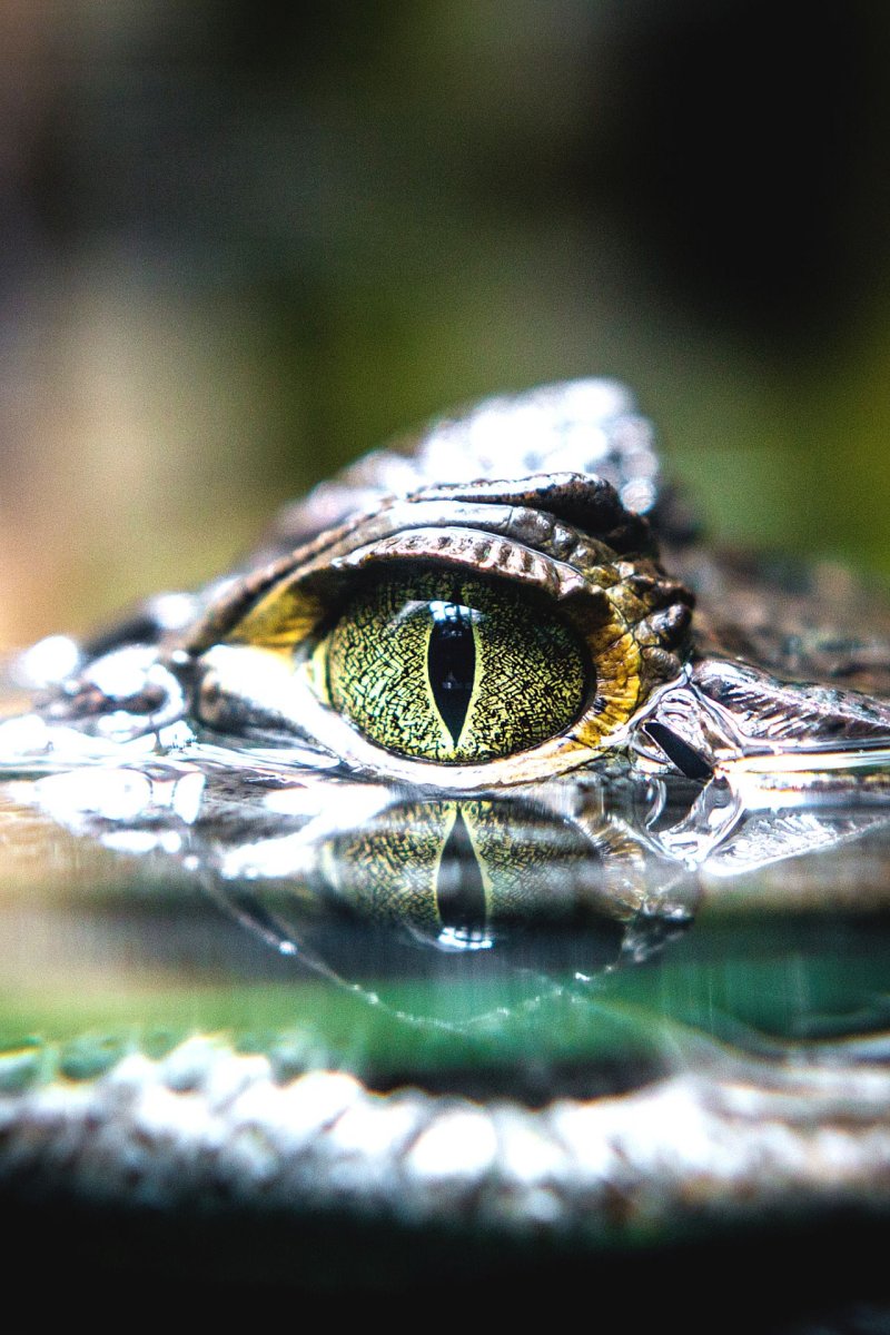 Глаз крокодила