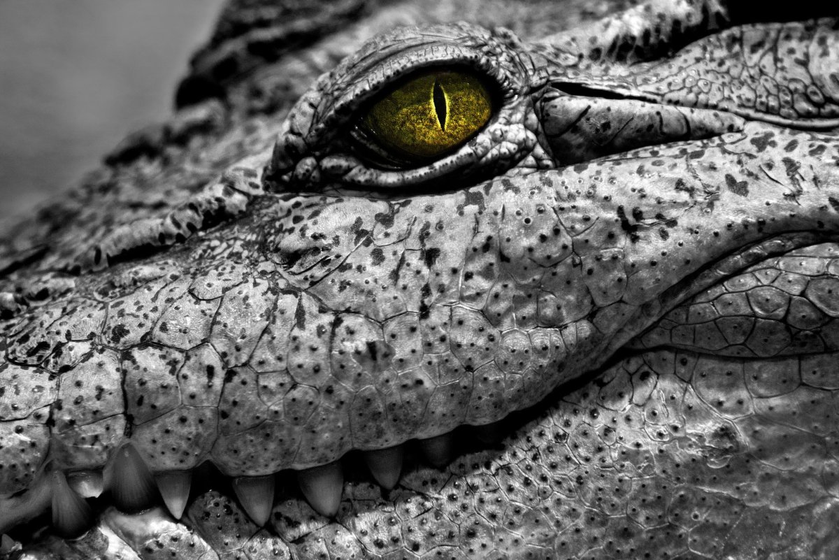 Крокодил обои