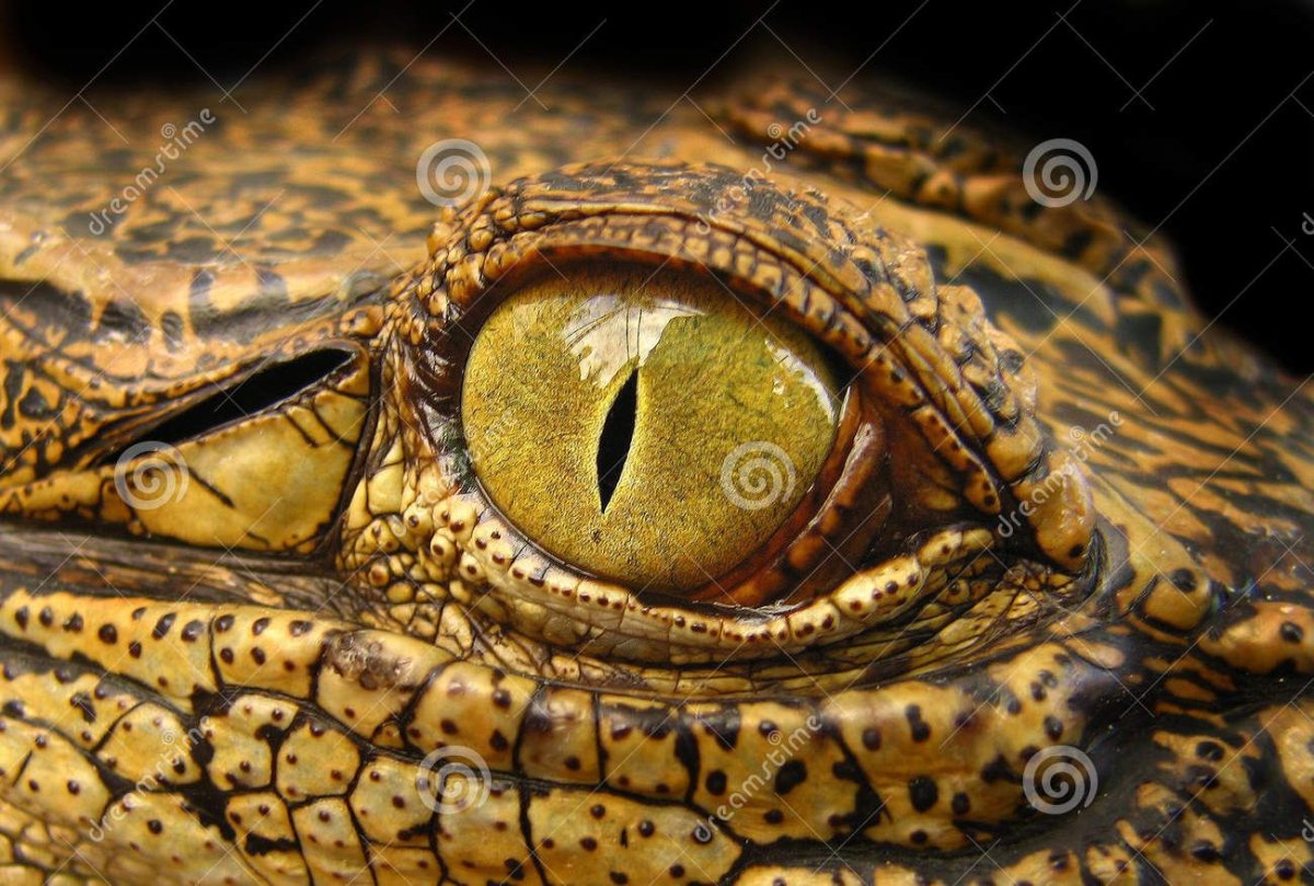 Зрачок змеи