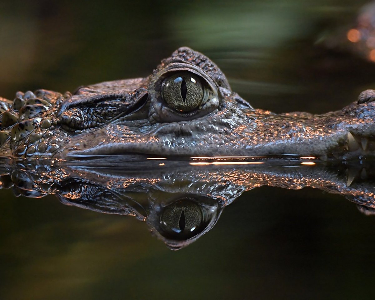 Крокодил выглядывает из воды